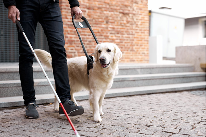 Hamburg – Ab 2025 Befreiung von der Hundesteuer für Assistenzhunde möglich