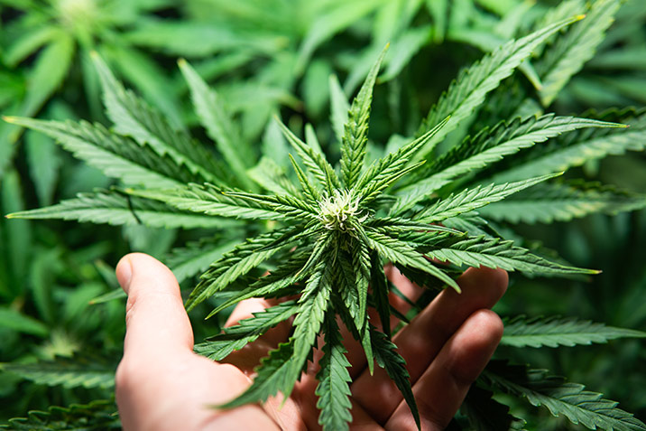 Verordnungen und Vertrieb von Medizinal-Cannabis